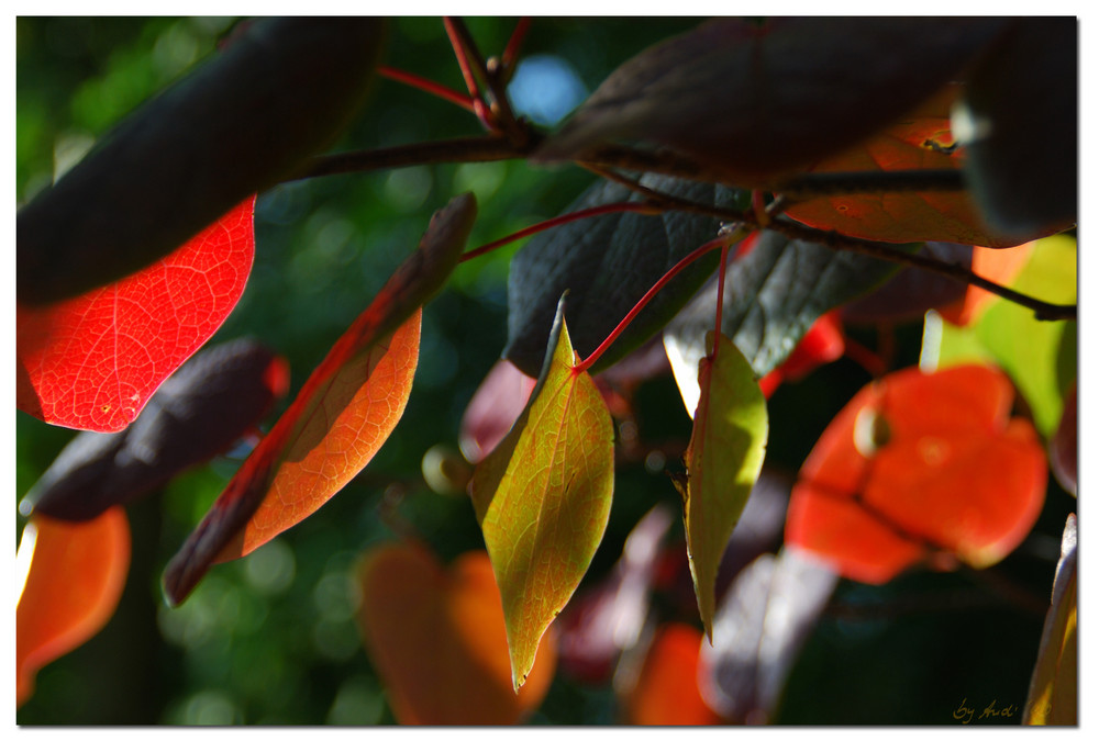 der herbst naht...