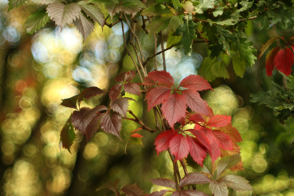 Der Herbst naht....