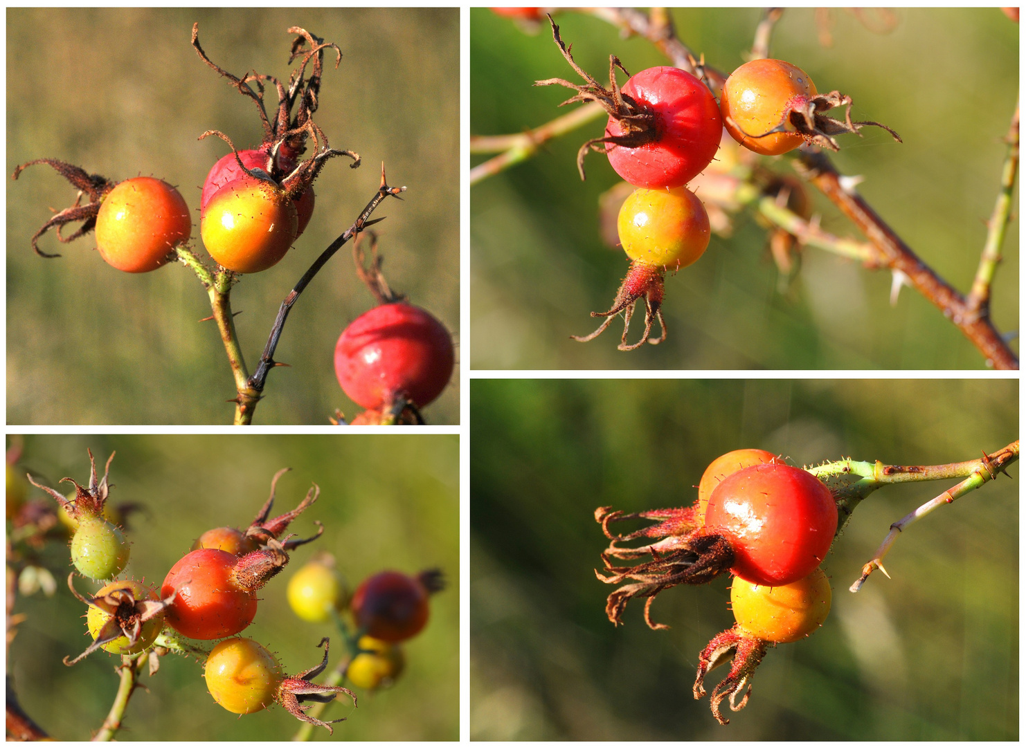 Der Herbst naht