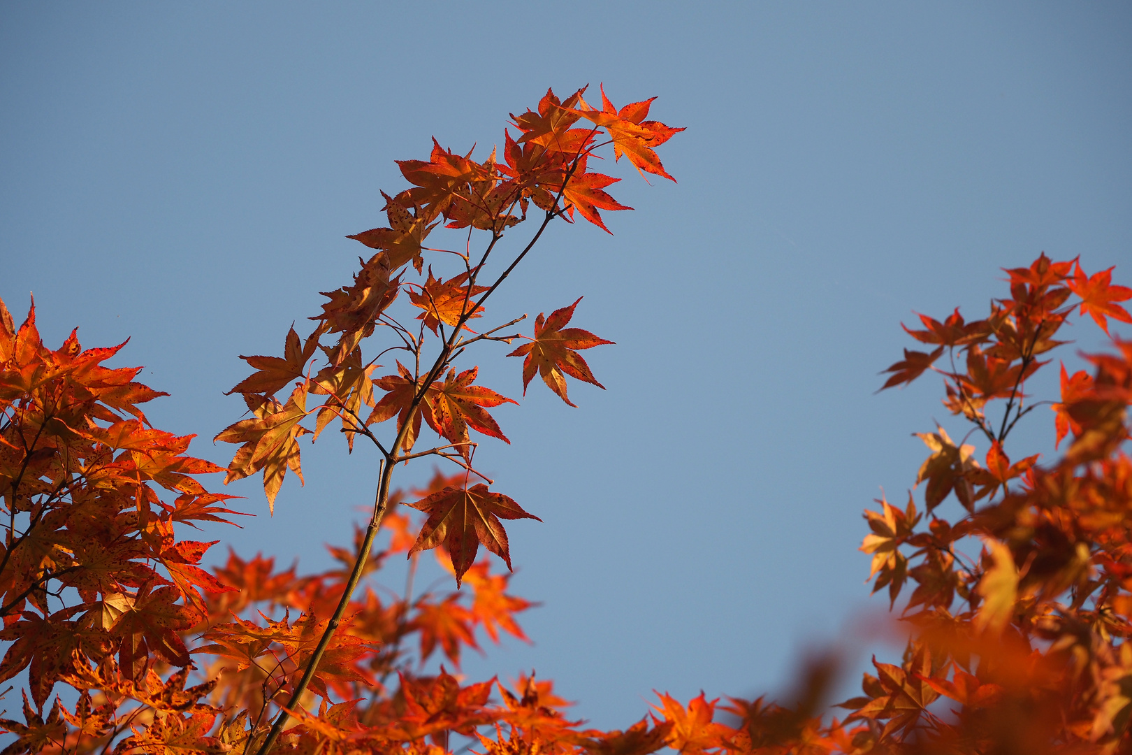 der herbst naht