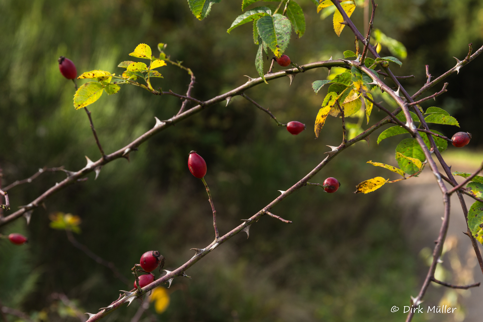 der Herbst naht