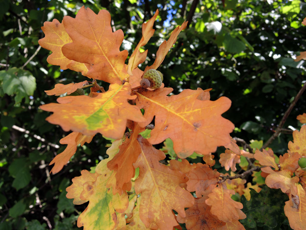 der Herbst naht.....