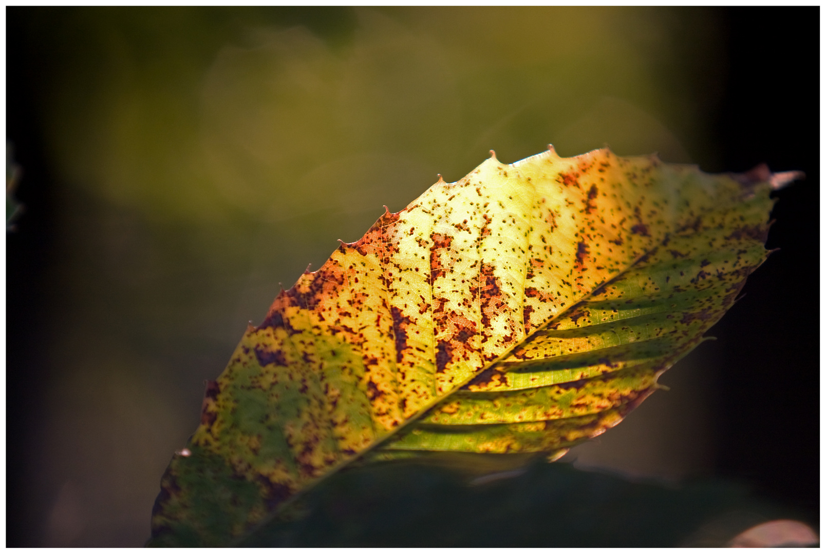 Der Herbst naht