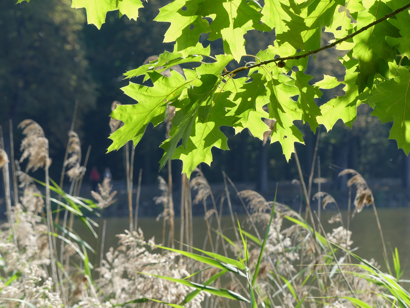 Der Herbst naht