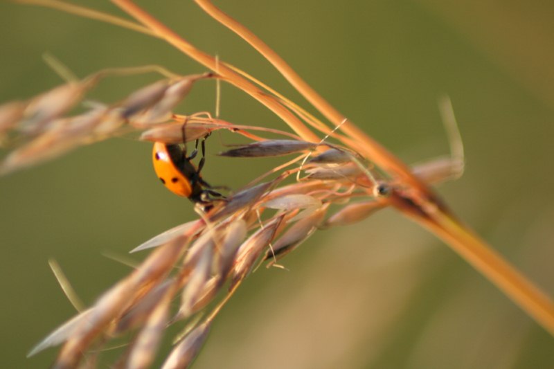 Der Herbst naht...... von Et Minchen 