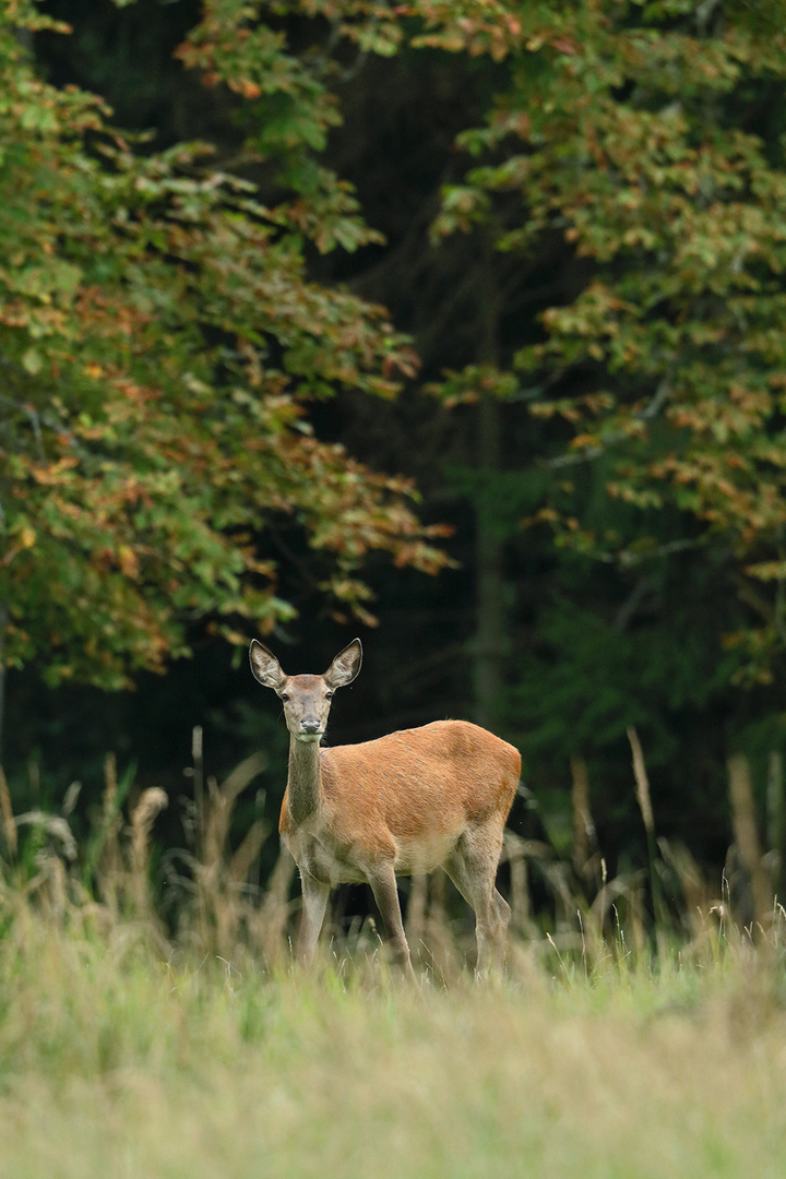 Der Herbst naht