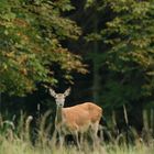 Der Herbst naht