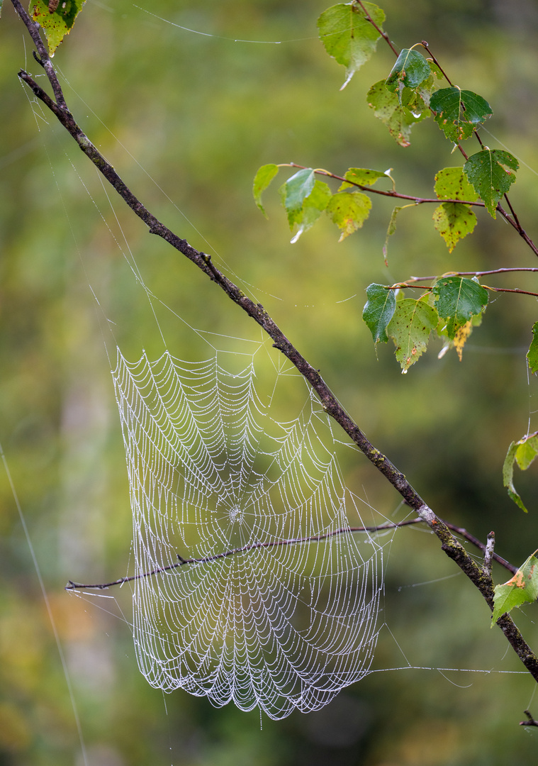 Der Herbst naht