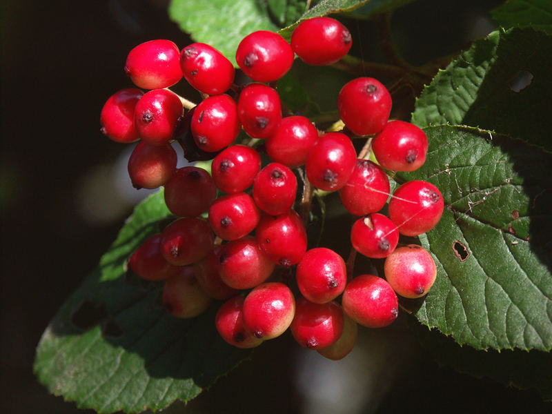 Der Herbst naht