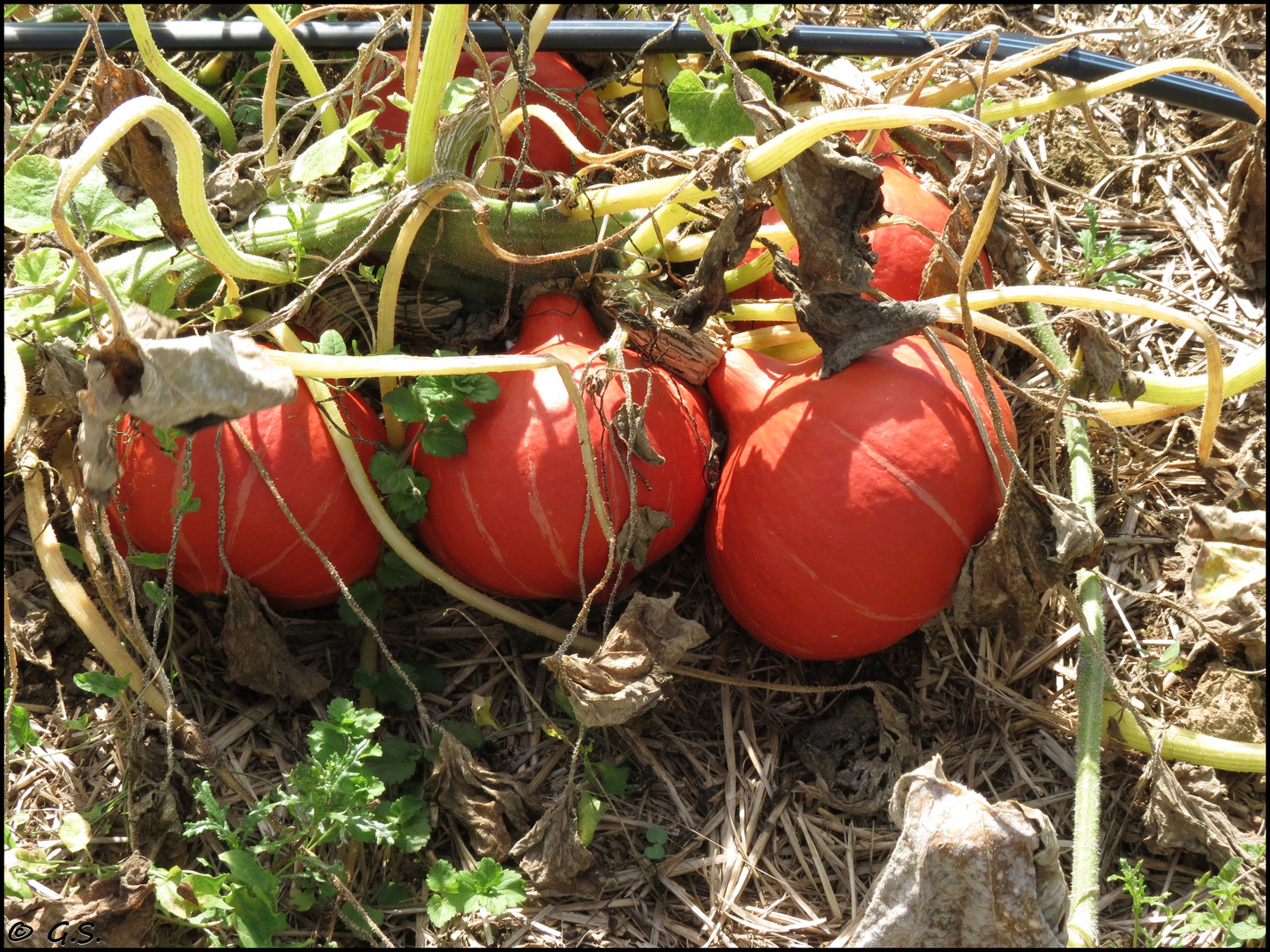 der Herbst naht