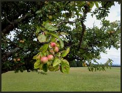 Der Herbst naht...