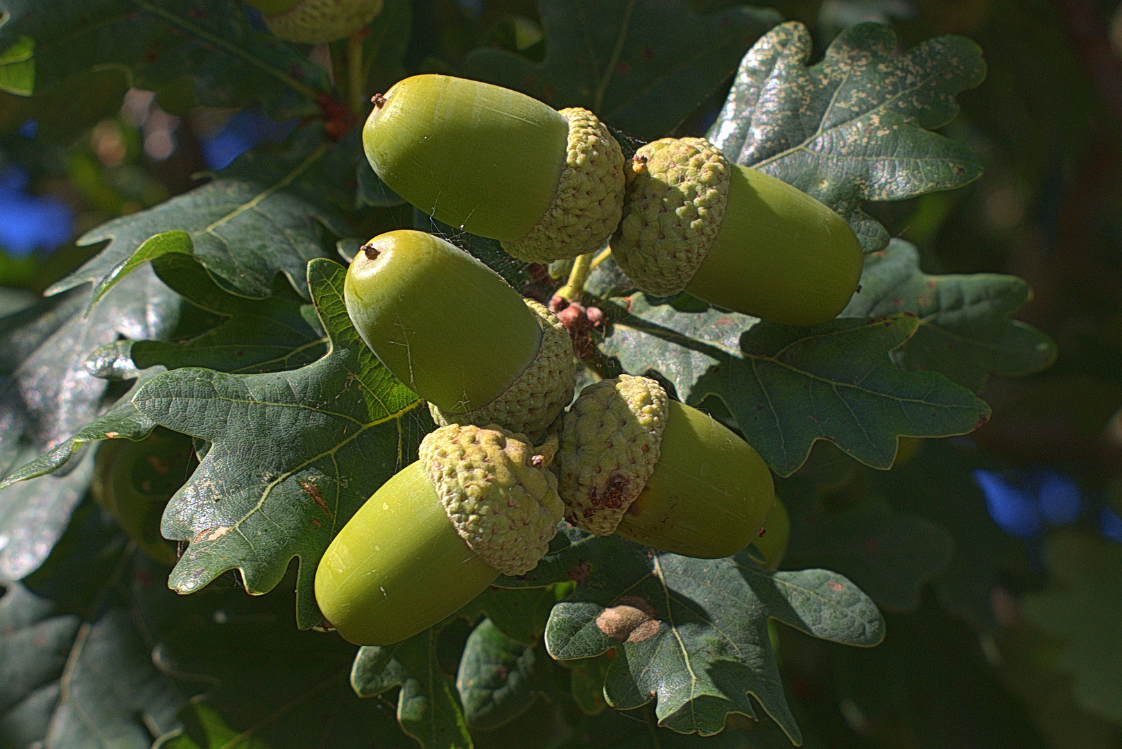 Der Herbst naht