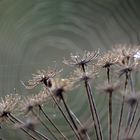 der herbst naht mit leisen schritten