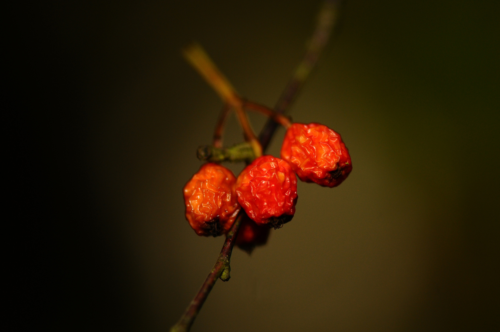 Der Herbst neigt sich dem Ende zu.