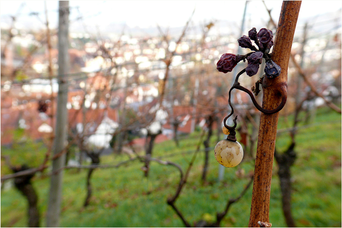 "der Herbst neigt sich dem Ende zu"