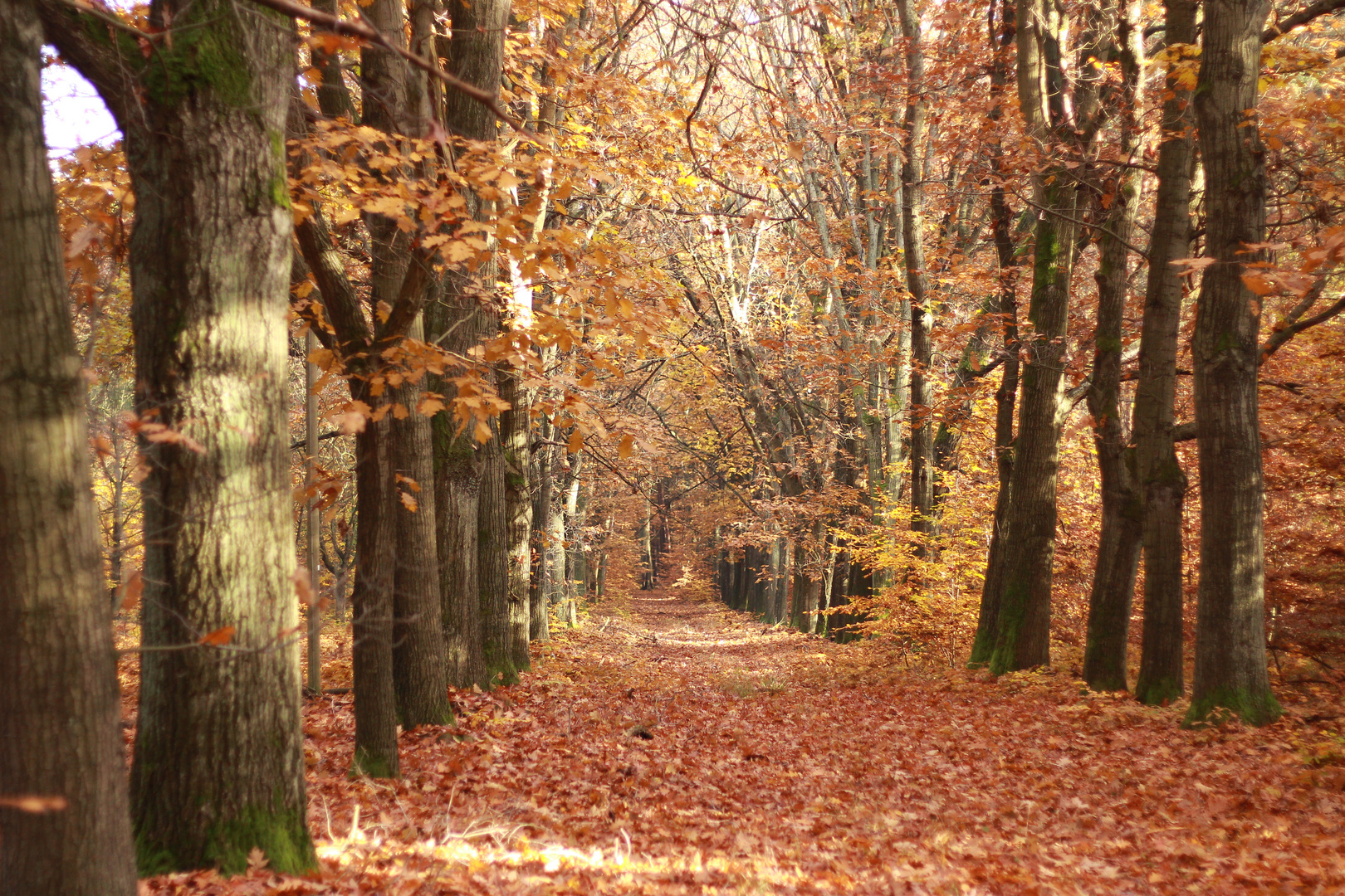 Der Herbst neigt sich seinem Ende zu.