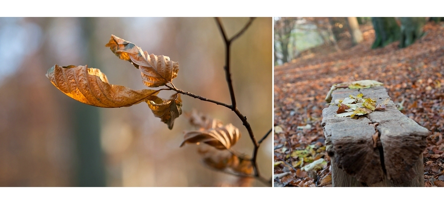 Der Herbst nimmt Abschied