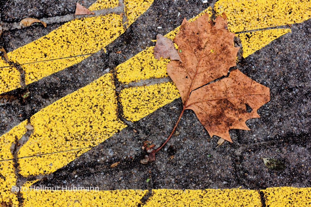 DER HERBST PUNKTUELL AM BODEN