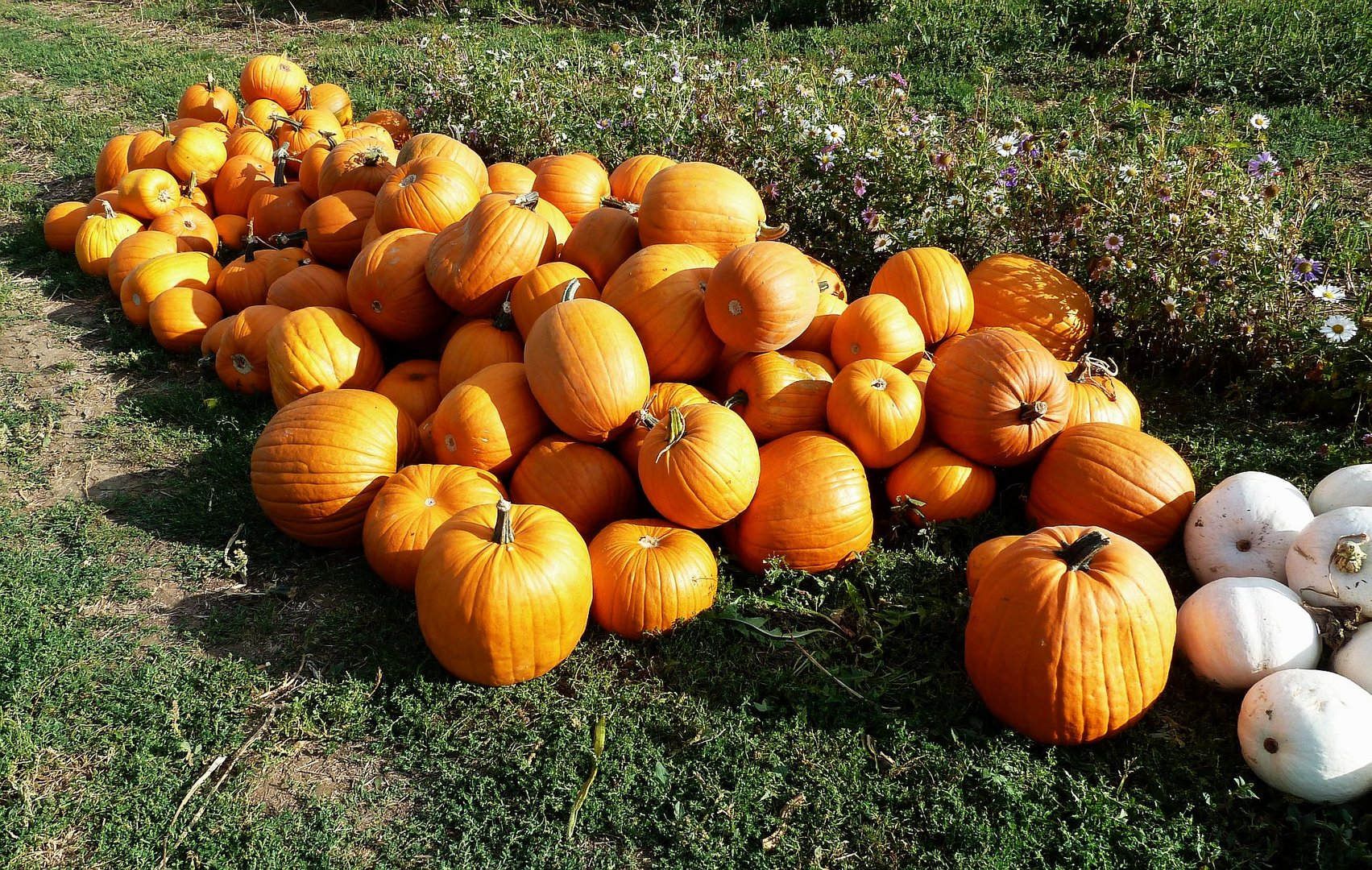 Der Herbst rückt näher... (13.09.2012)