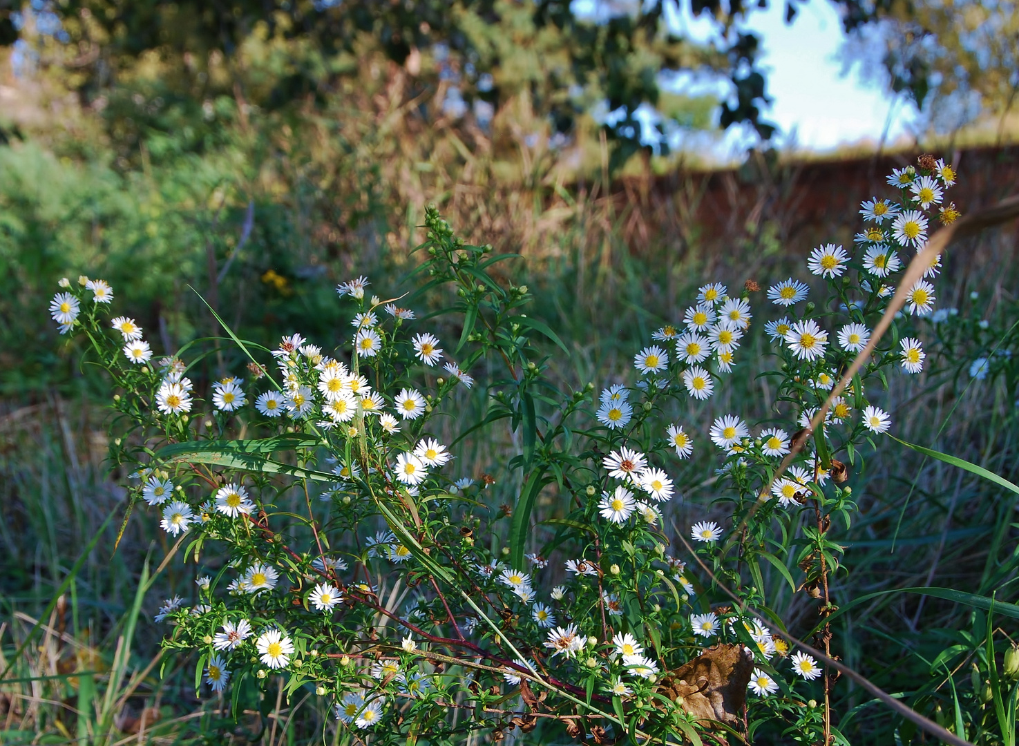 Der Herbst sagt wundervoll Adieu 1