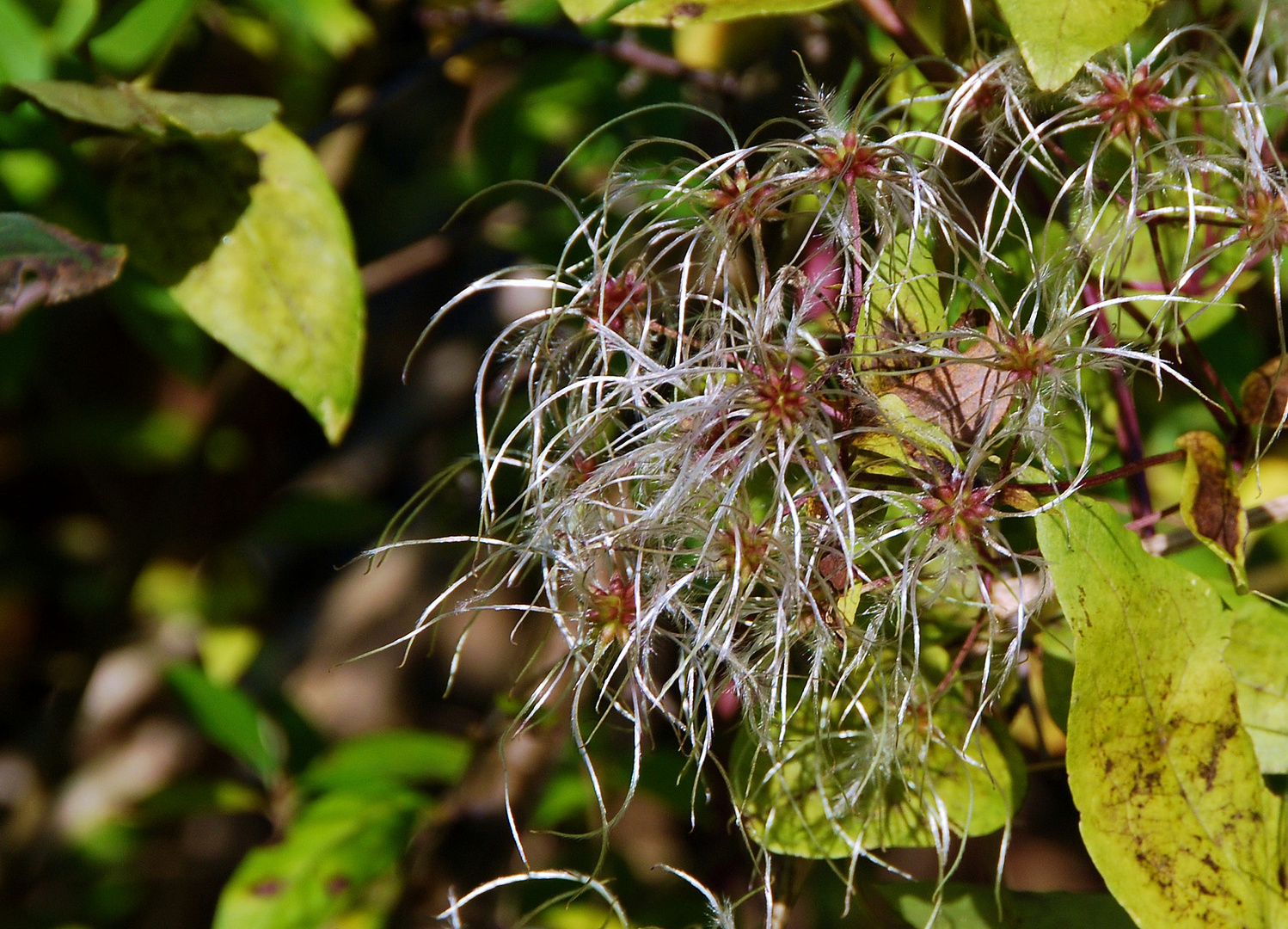 Der Herbst sagt wundervoll Adieu 2