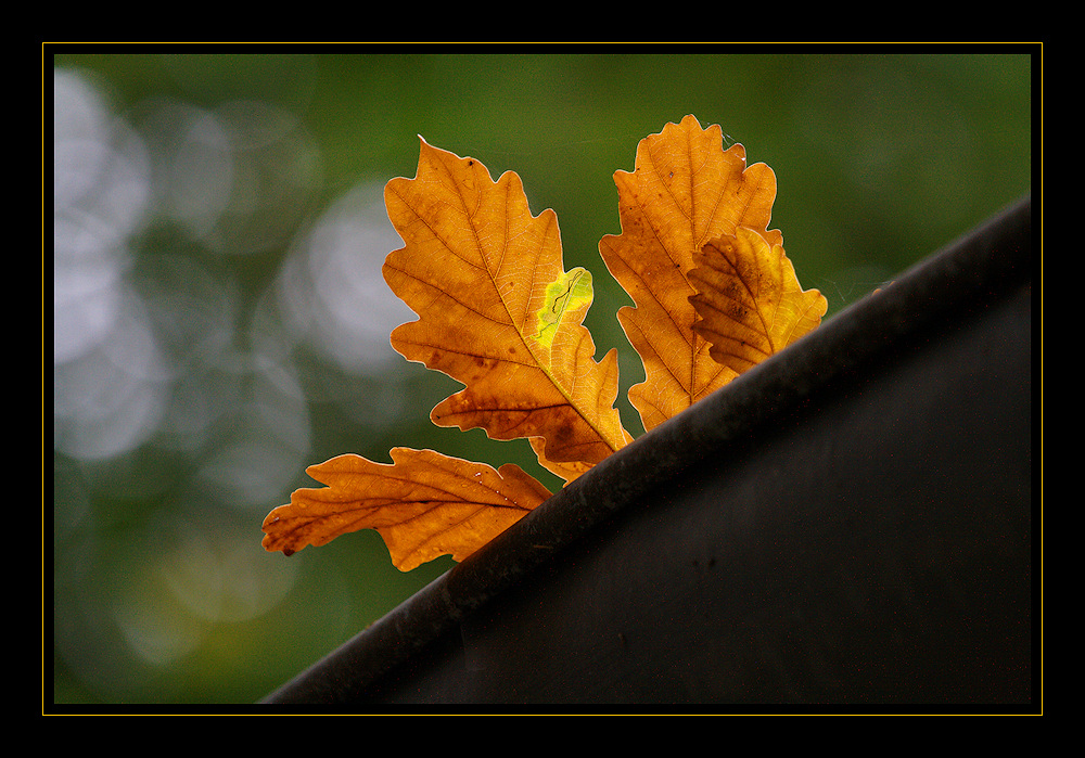 Der Herbst schaut über die Dachrinne