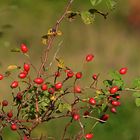 Der Herbst schenkt uns vielerlei Früchte VI