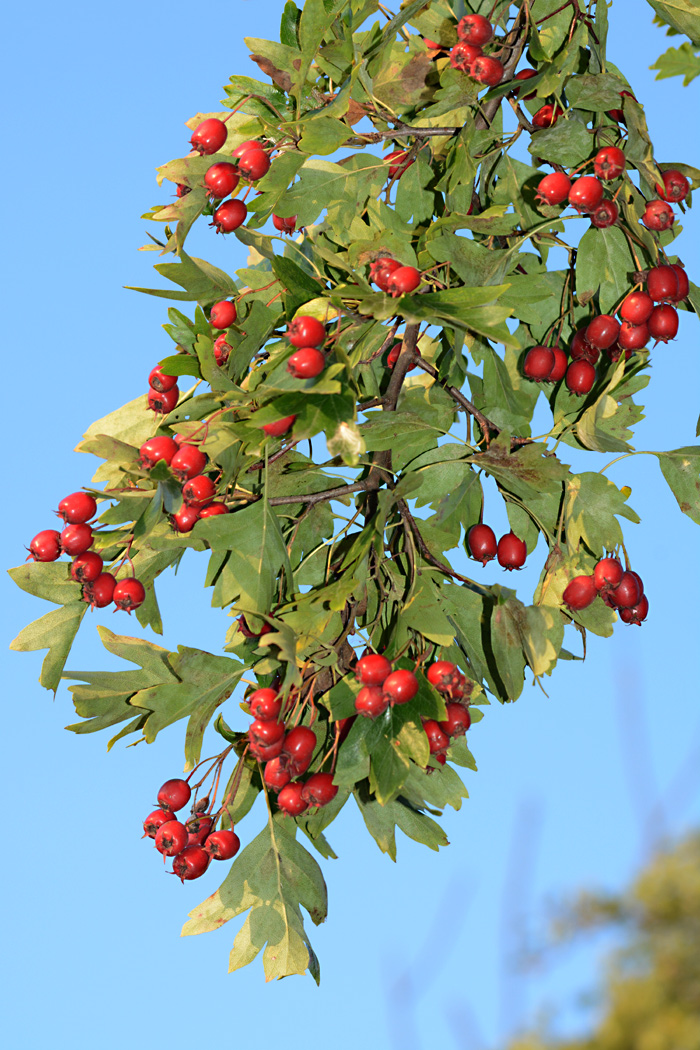 Der Herbst schenkt uns vielerlei Früchte X Der Weißdorn