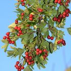 Der Herbst schenkt uns vielerlei Früchte X Der Weißdorn