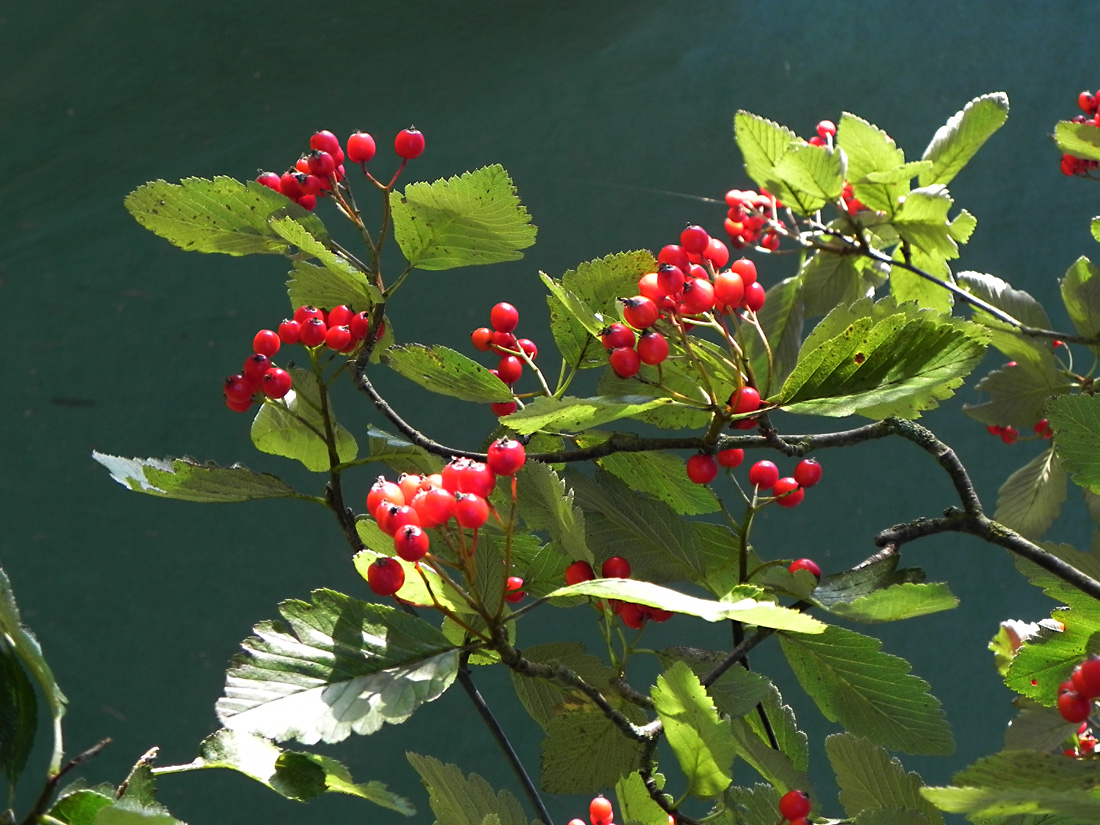 Der Herbst schenkt uns vielerlei Früchte XI Die Mehlbeere