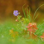 Der Herbst schleicht durch die Wiesen und malt die Blümchen an.