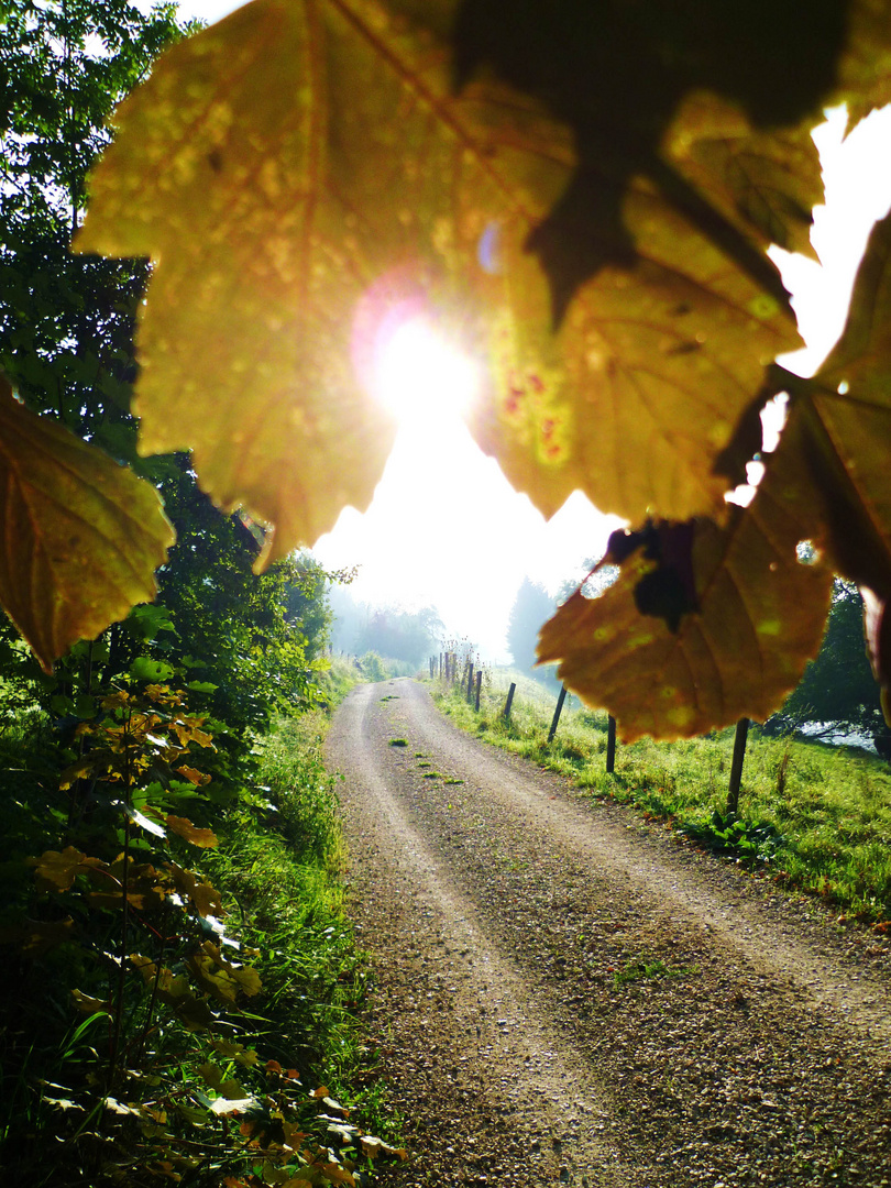 Der Herbst schleicht sich heran...