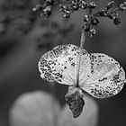 Der Herbst schreitet voran