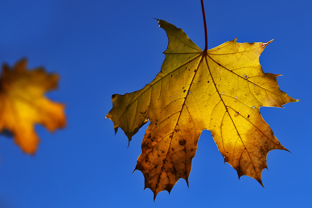 der Herbst schreitet voran.......