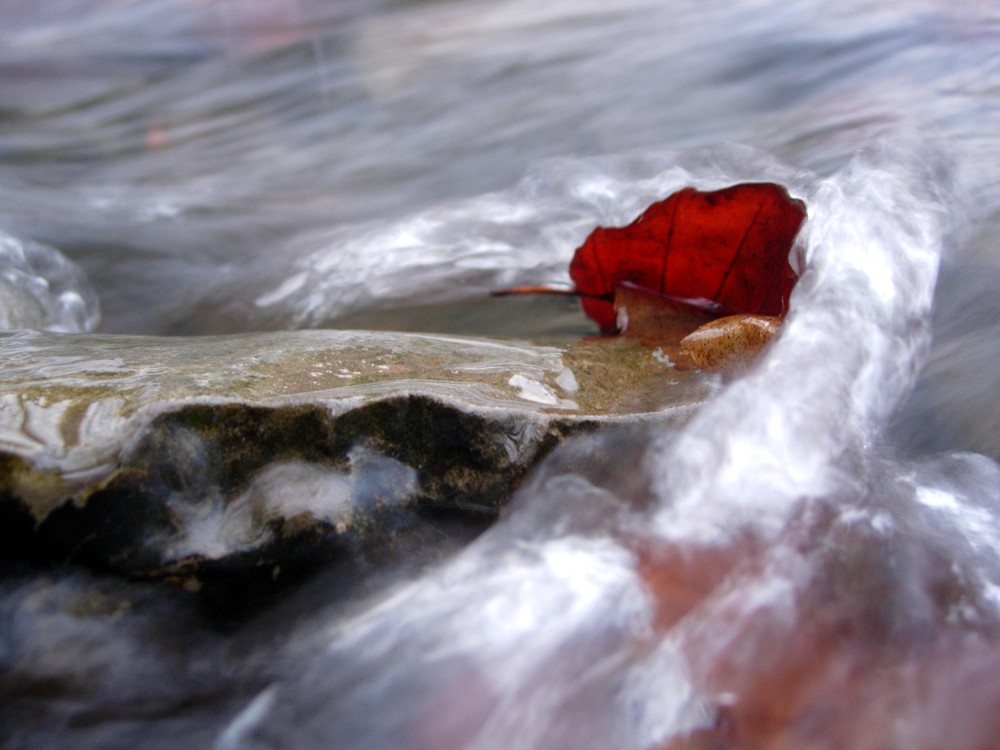 Der Herbst schwimmt uns davon...