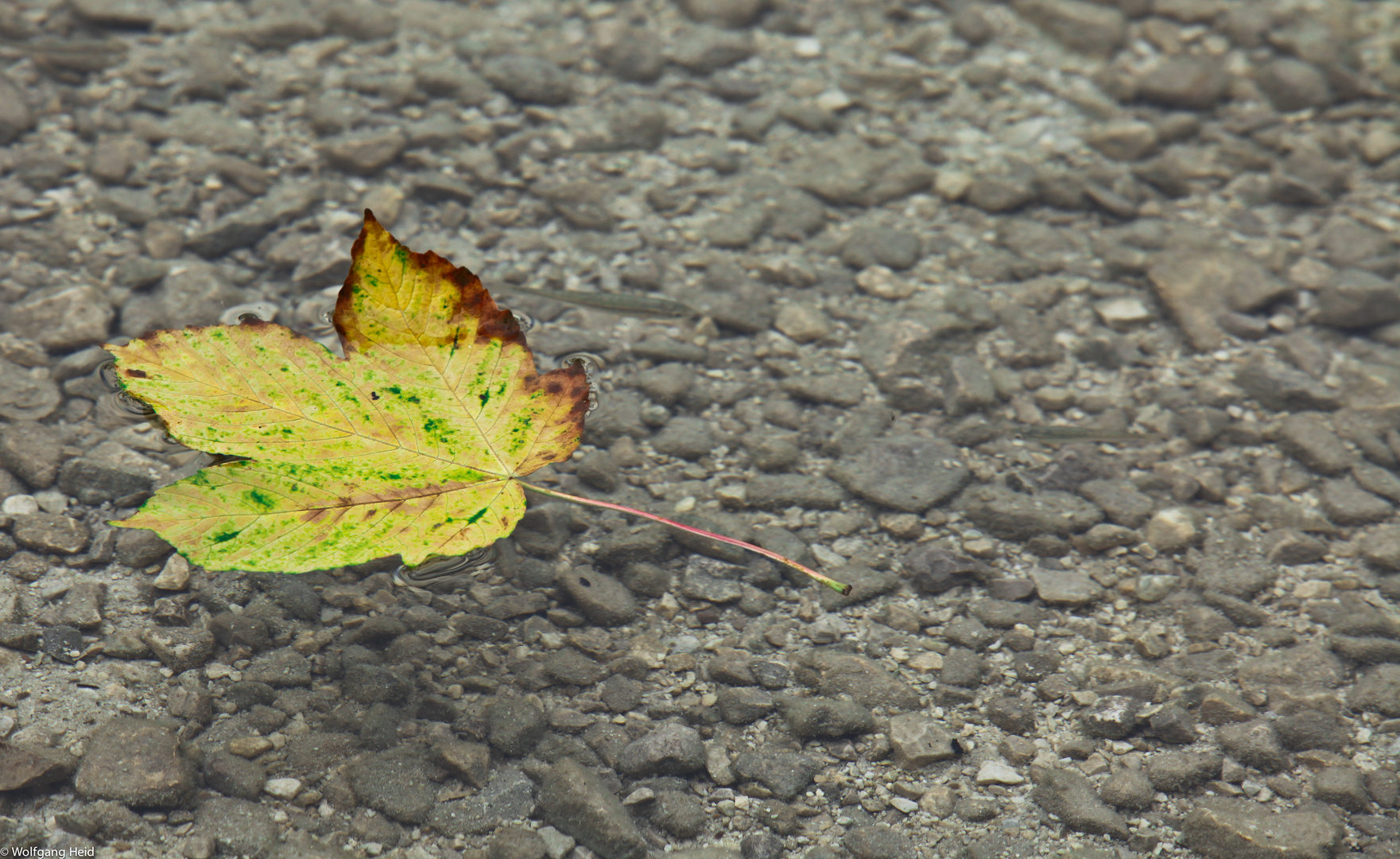 Der Herbst schwimmt weg.