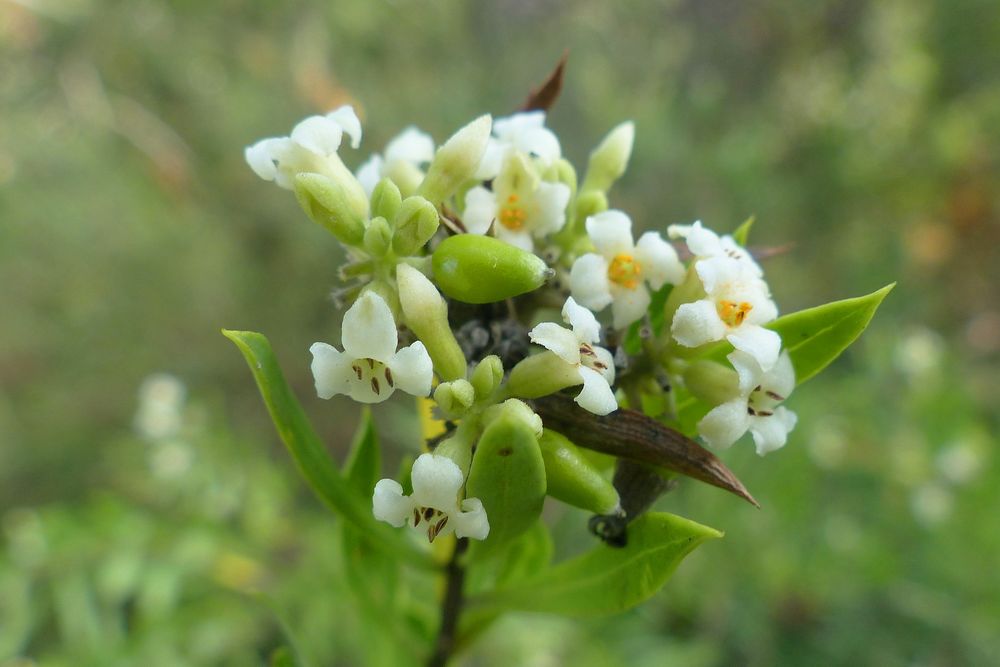 Der Herbst-Seidelbast (Daphne gnidium)