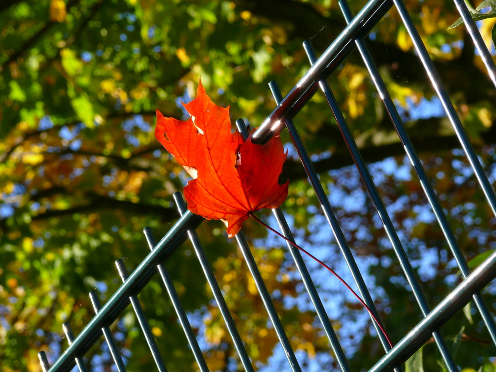 Der Herbst Soll Draußen Bleiben!!