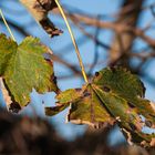 Der Herbst sorgt für Durchblicke