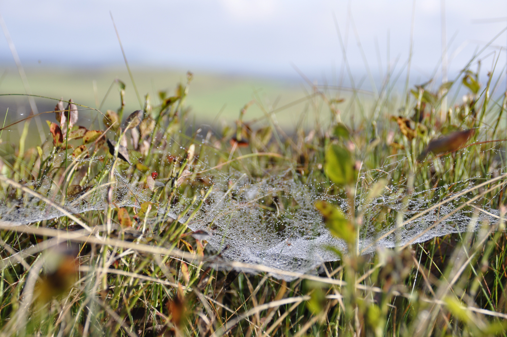 Der Herbst spinnt