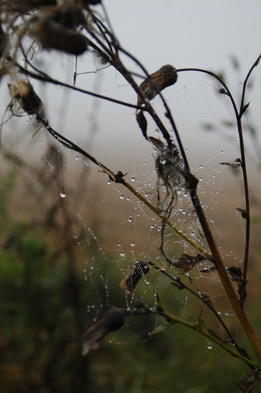 Der Herbst spinnt