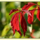 der herbst steht auf der leiter .....