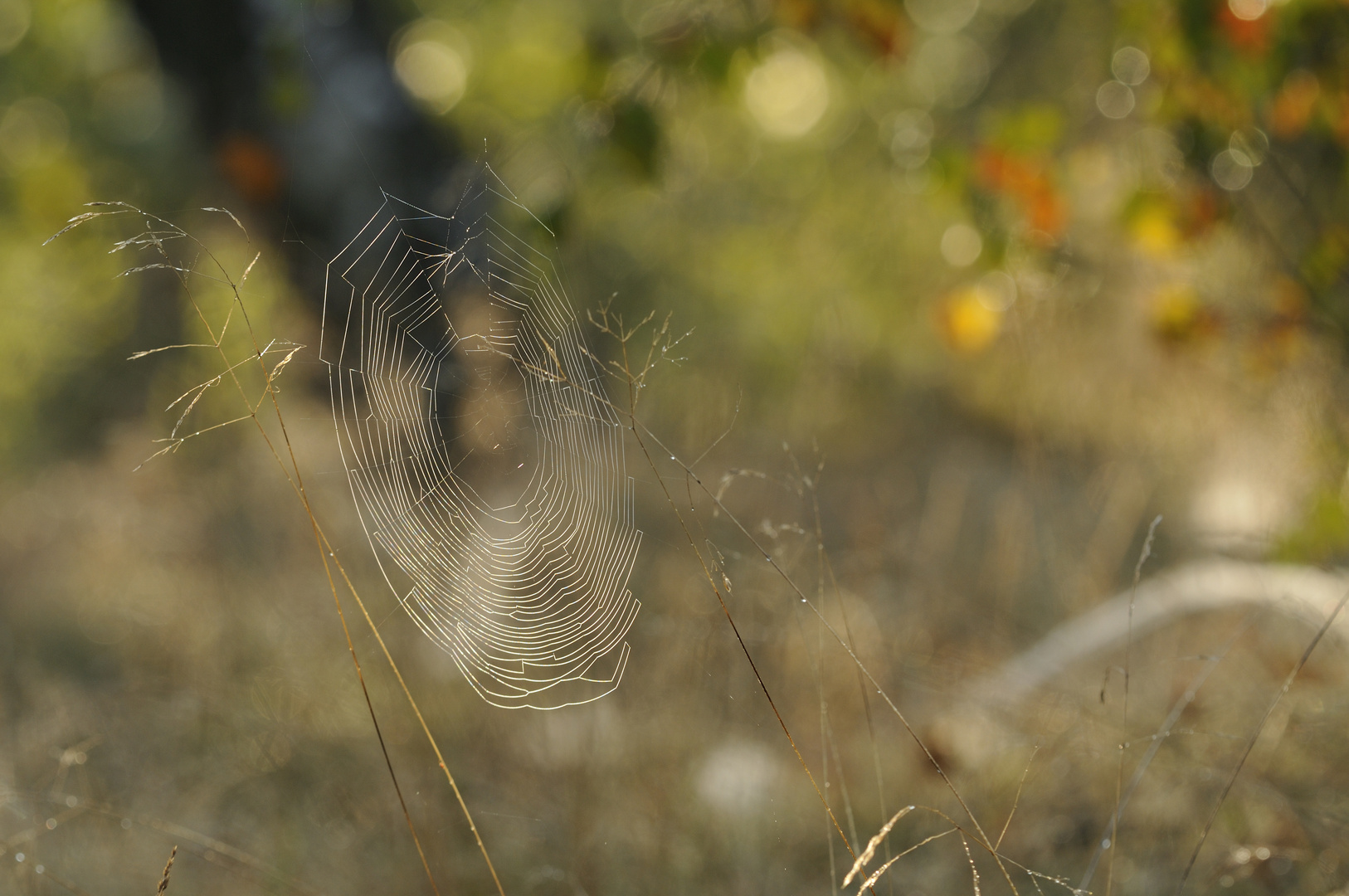 Der Herbst steht auf der Leiter...