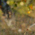 Der Herbst steht auf der Leiter...