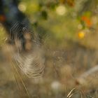 Der Herbst steht auf der Leiter...