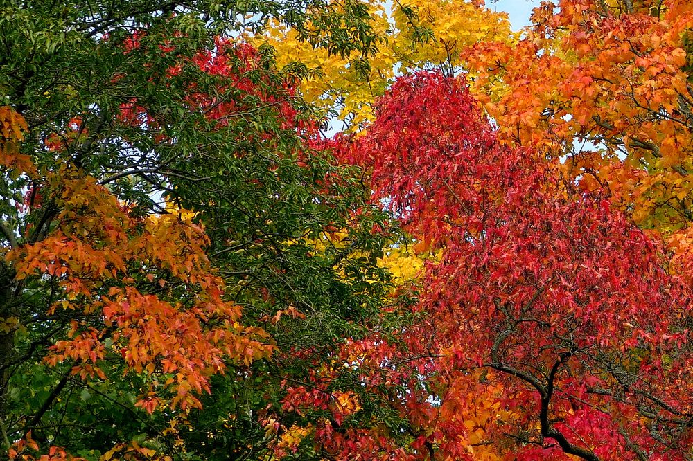 Der Herbst steht auf der Leiter...