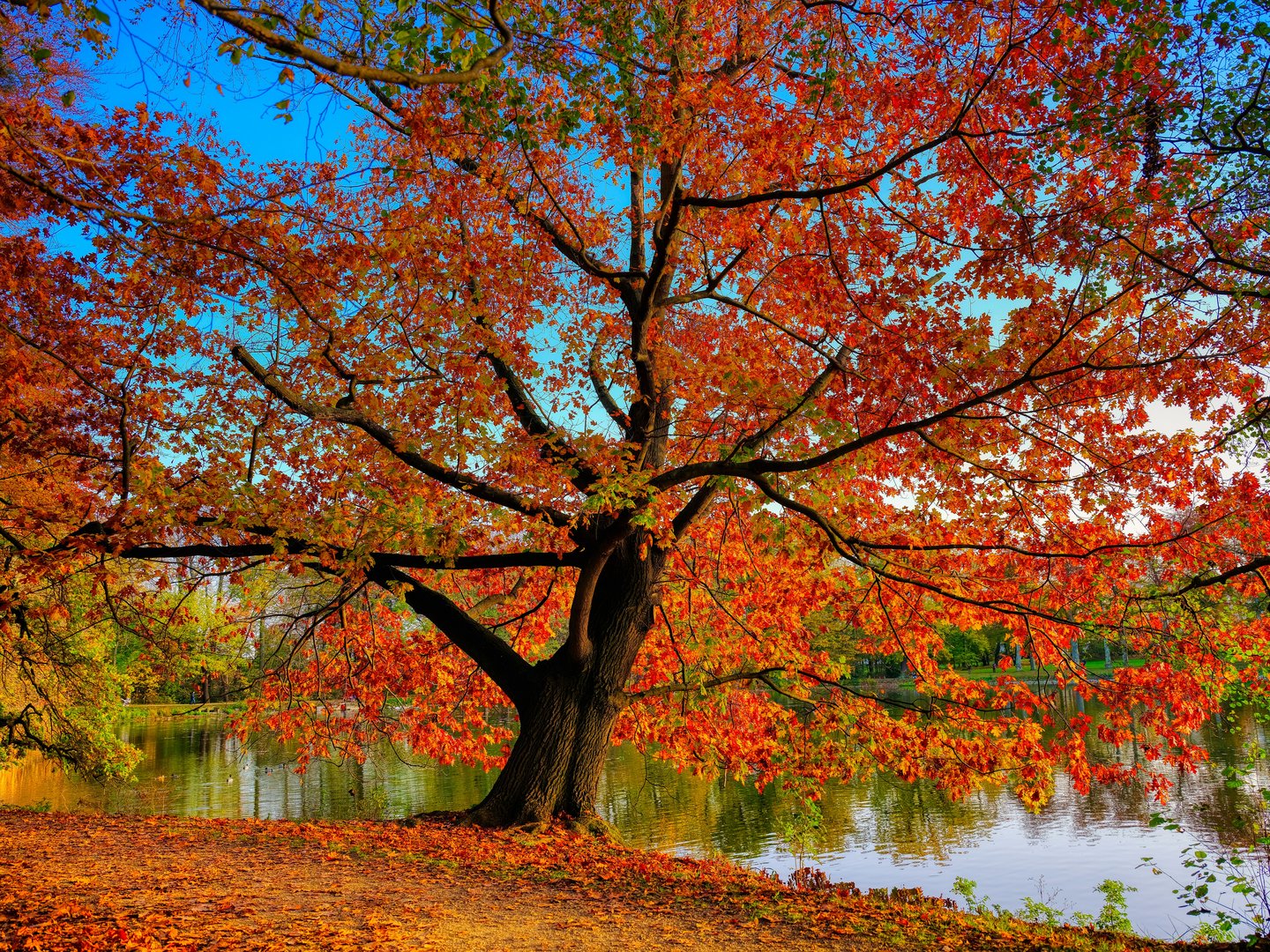 Der Herbst steht auf der Leiter ...