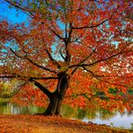 Der Herbst steht auf der Leiter ...