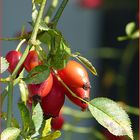 Der Herbst steht auf der Leiter