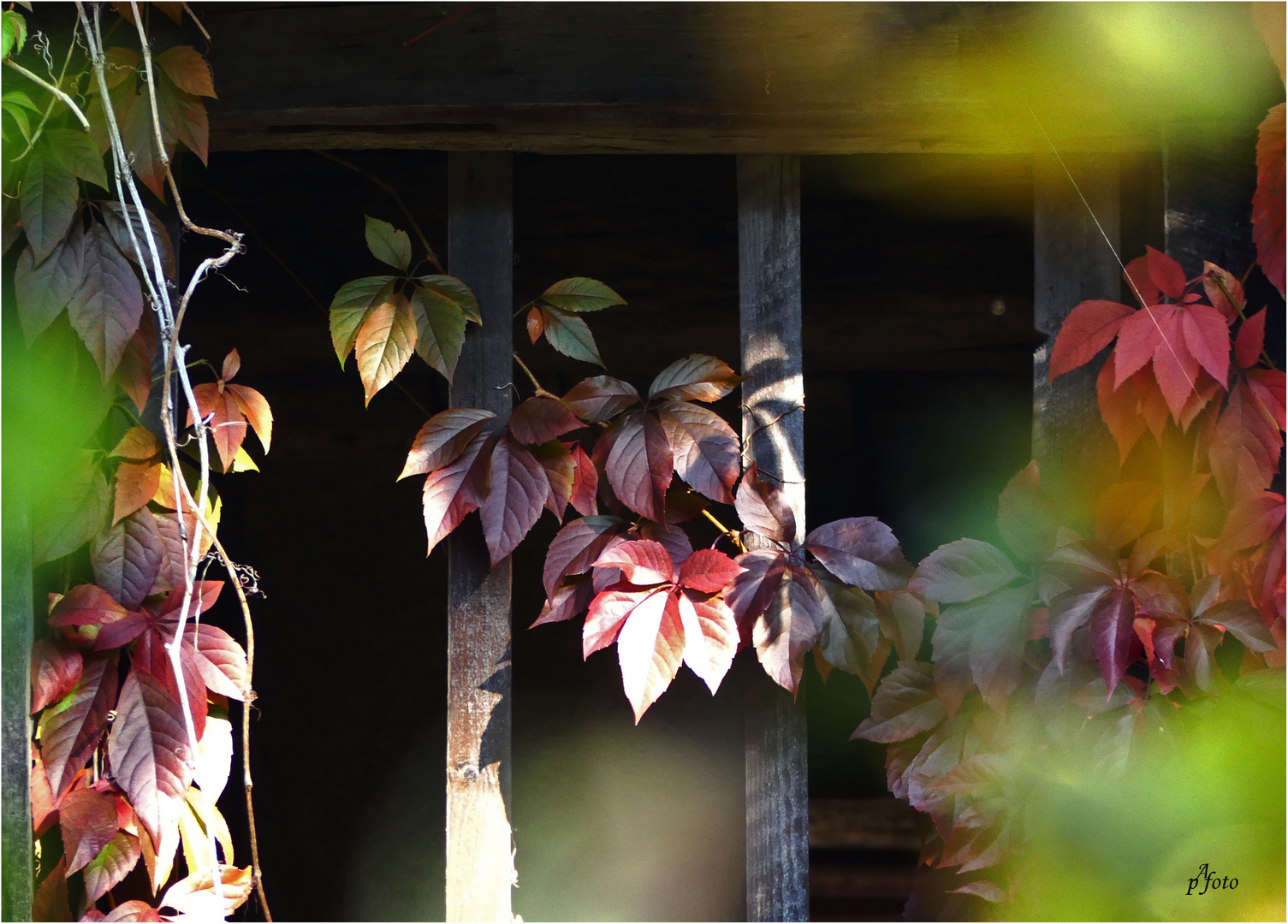 "der Herbst steht auf der Leiter"